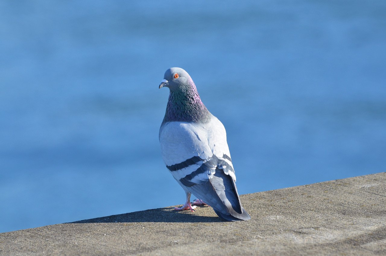 Freya the pigeon